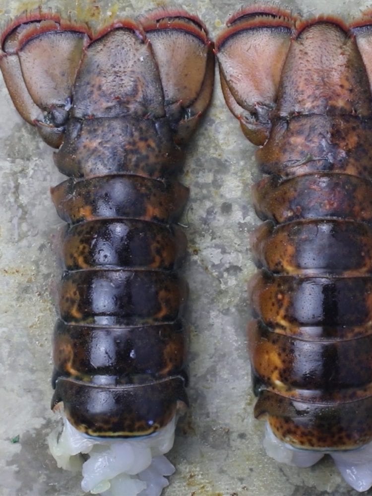 lobster tail on a baking sheet