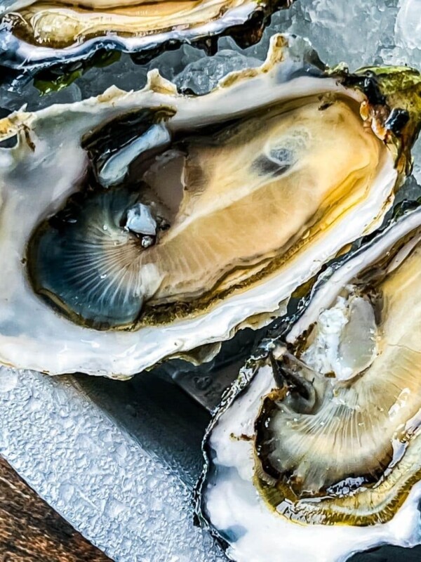 picture of oysters on a plate