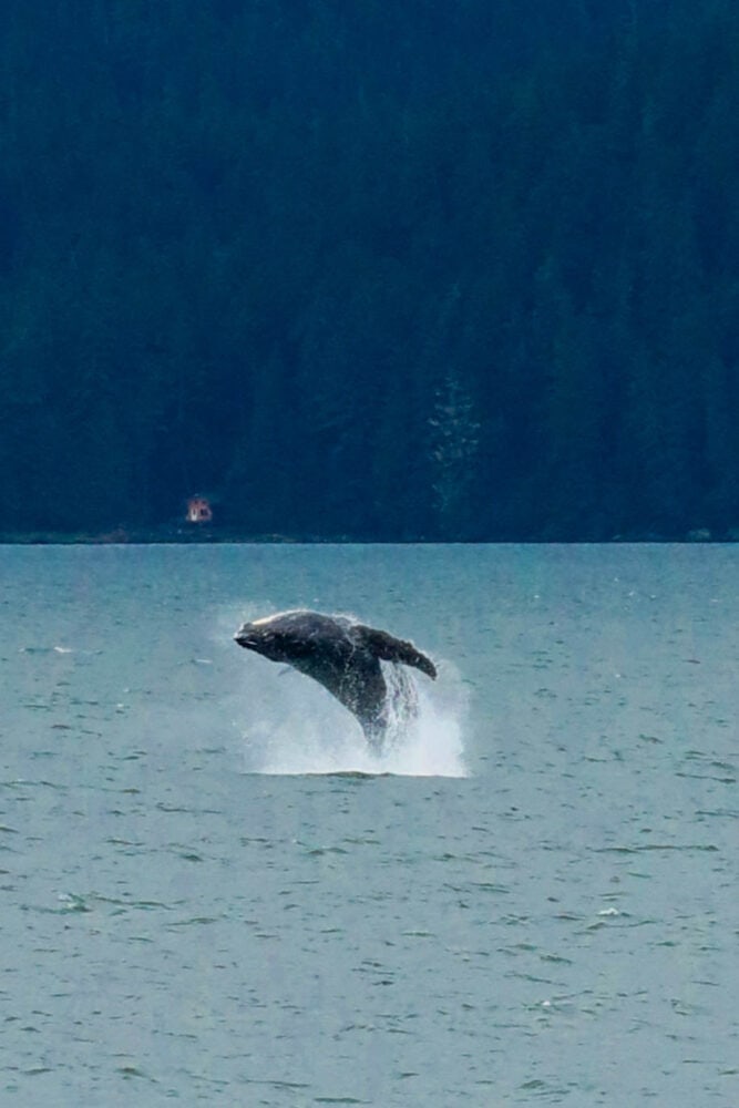 picture of whale jumping out of ocean in juneau alaska