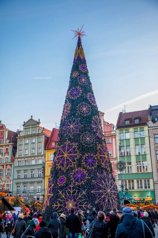 A festive Christmas tree stands proudly in the heart of Wroclaw's Christmas market.